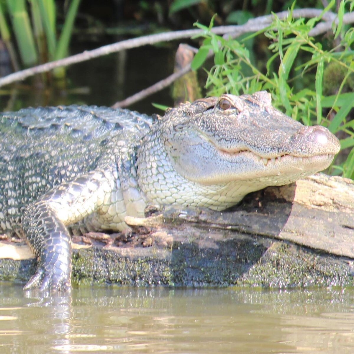 Luizjański aligator 