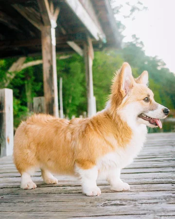 Maxine the Fluffy Corgi 