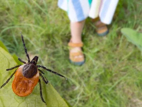 Miniatura: Leśnicy zdradzili prosty sposób na...