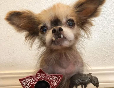 Miniatura: Ten maleńki pies miał problem ze...