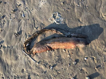 Morski potwór na plaży w Teksasie 