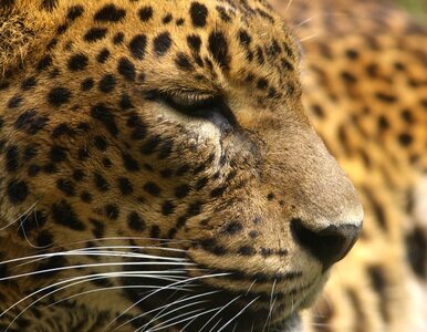 Miniatura: Jaguar uciekł z zoo. Został zastrzelony