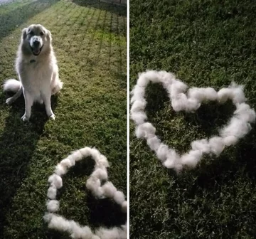 Sierść można wykorzystać na różne sposoby... 
