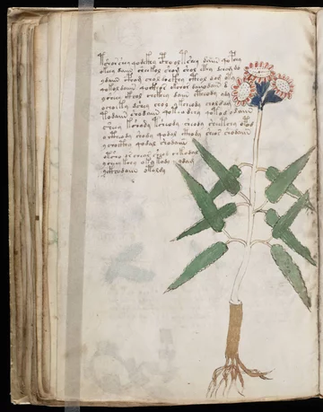 Strona z manuskryptu Wojnicza 