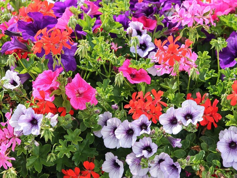 Efektowna skrzynka balkonowa z&nbsp;rośliną kwitnącą i&nbsp;zwisającą &ndash; połączenie koloru i&nbsp;kaskady to&nbsp;najprostszy spos&oacute;b na&nbsp;profesjonalny wygląd balkonu przez cały sezon