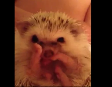 Miniatura: Zobacz jak jeż... myje ręce