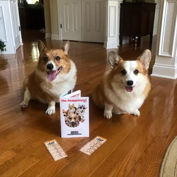 Psy corgi – Reecie, Peanut i Buttercup 