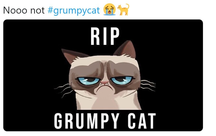 Nieee! Nie Grumpy Cat 