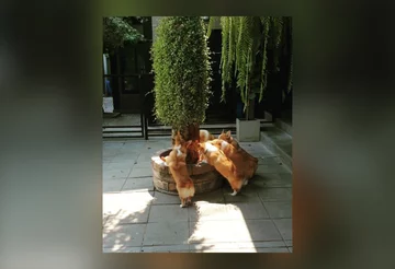 Psia kawiarnia w Bangkoku 