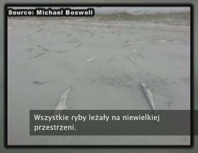 Miniatura: 50 martwych rekinów na plaży. Zabił je...