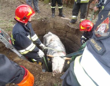 Miniatura: Strażacy uratowali krowę z pułapki....