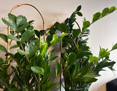 Miniatura: Zrobiłam to w lutym. Zamiokulkas „obudził...