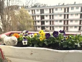 Miniatura: Zrób to zaraz po zakupie bratków. Będą...