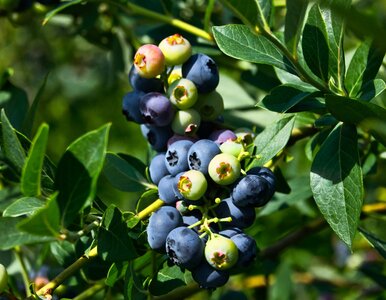 Miniatura: Zrób to w październiku, a borówka będzie...