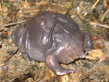 4. Żaba purpurowa „Nasikabatrachus sahyadrensis” to gatunek płaza, który występuje w Ghatach Zachodnich w południowych Indiach. Żaba purpurowa odkryta została w 2003 roku. Większość czasu spędza pod ziemią. Na powierzchnię wychodzi tylko na około dwa tygodnie w porze monsunowej, aby łączyć się w pary. Żywi się głównie termitami.