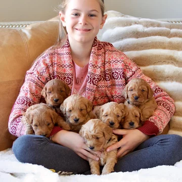 Psy rasy Golden Retriever 