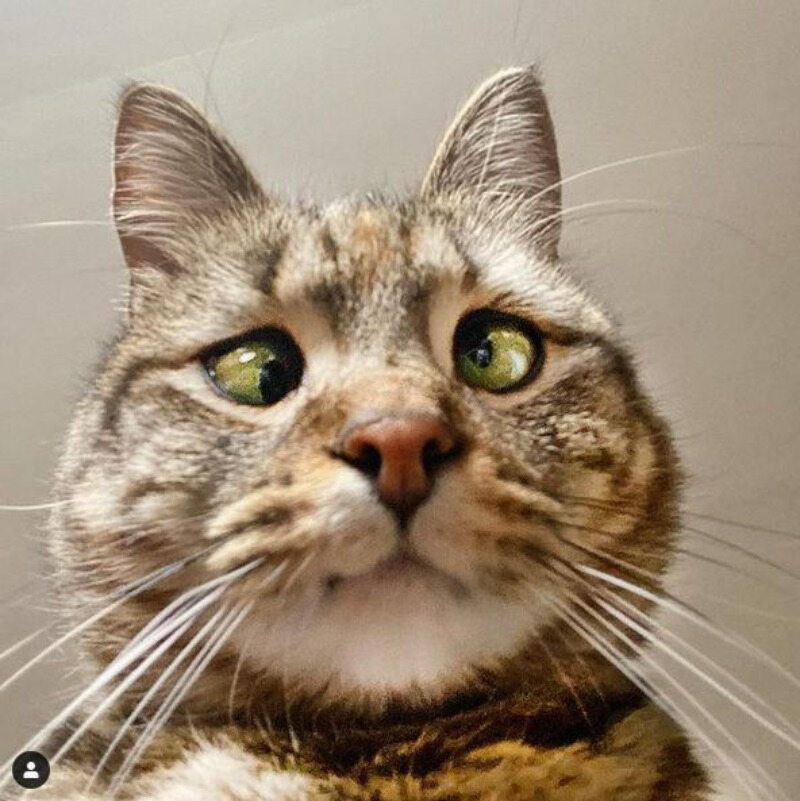 Crazy Eyes Olive, niezwykły kot z chorobą oczu 