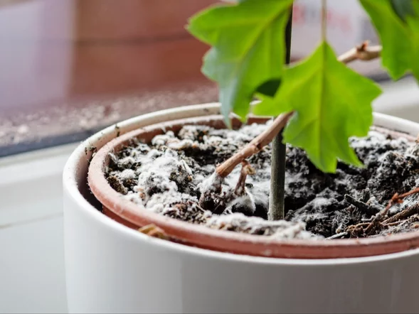 Miniatura: Wystarczy zmieszać i umyć, tak pozbędziesz...