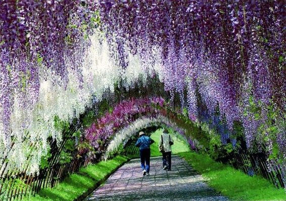 Miniatura: Kawachi Fuji Garden - niesamowite zdjęcia...