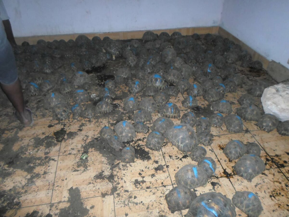 Żółwie promieniste uwięzione w mieszkaniu 