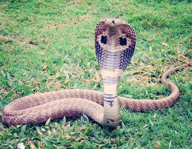 Miniatura: Jadowita kobra zaatakowała 8-latka podczas...