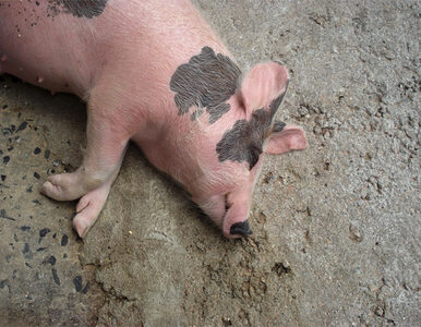 Miniatura: Afrykański pomór świń dotarł do kolejnego...