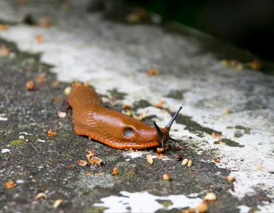 Miniatura: Zrób to na początku wiosny. Ślimaki nie...
