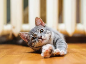 Miniatura: 5 ciekawostek na Dzień Kota....