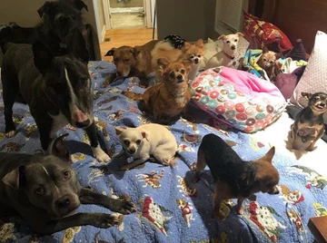 Psy, którymi opiekuje się Chris i Mariesa 