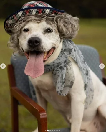 Psy jako modele. Niecodzienna sesja schroniska 