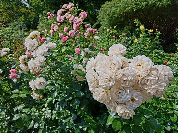 Rosarium w&nbsp;Ogrodzie Botanicznym UW w&nbsp;Warszawie