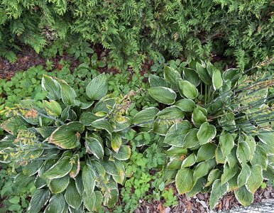 Miniatura: Kto nie usunie, ten pożałuje. Jesienny...