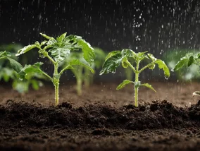 Miniatura: Ogrodnicy robią to zaraz po pikowaniu...