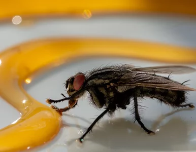 Miniatura: Masz ją w kuchennej szafce. Rozsyp...