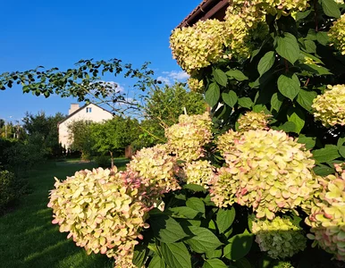 Miniatura: Hortensje bukietowe po tym nawozie kwitną...