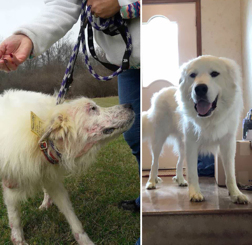 Pies przed adopcją i po adopcji 