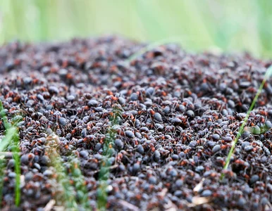 Miniatura: Australia walczy z mrówkami ognistymi. Czy...