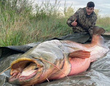 Miniatura: Złowił „rzecznego potwora”. Ważył aż 150 kg