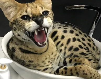 Miniatura: Gwiazdor tenisa pogryziony przez serwala....