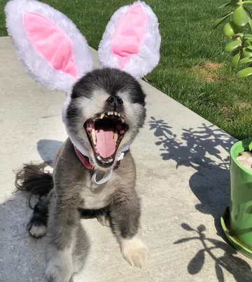 Abi i Dabi - psy, które połączyła przyjaźń 