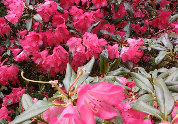 Miniatura: Ogrodnicy robią to z gałązką rododendrona...