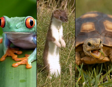 Miniatura: QUIZ przyrodniczy. To ssak, gad, płaz czy...