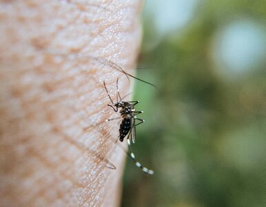 Miniatura: Skuteczna pułapka DIY na komary – idealna...