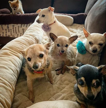 Psy, którymi opiekuje się Chris i Mariesa 