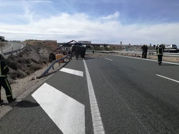 Słonie na autostradzie koło Albacete 