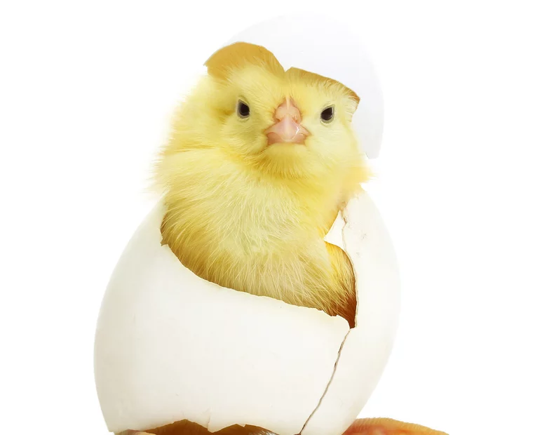 Miniatura: Nauczyciele otrzymują wypłatę w...