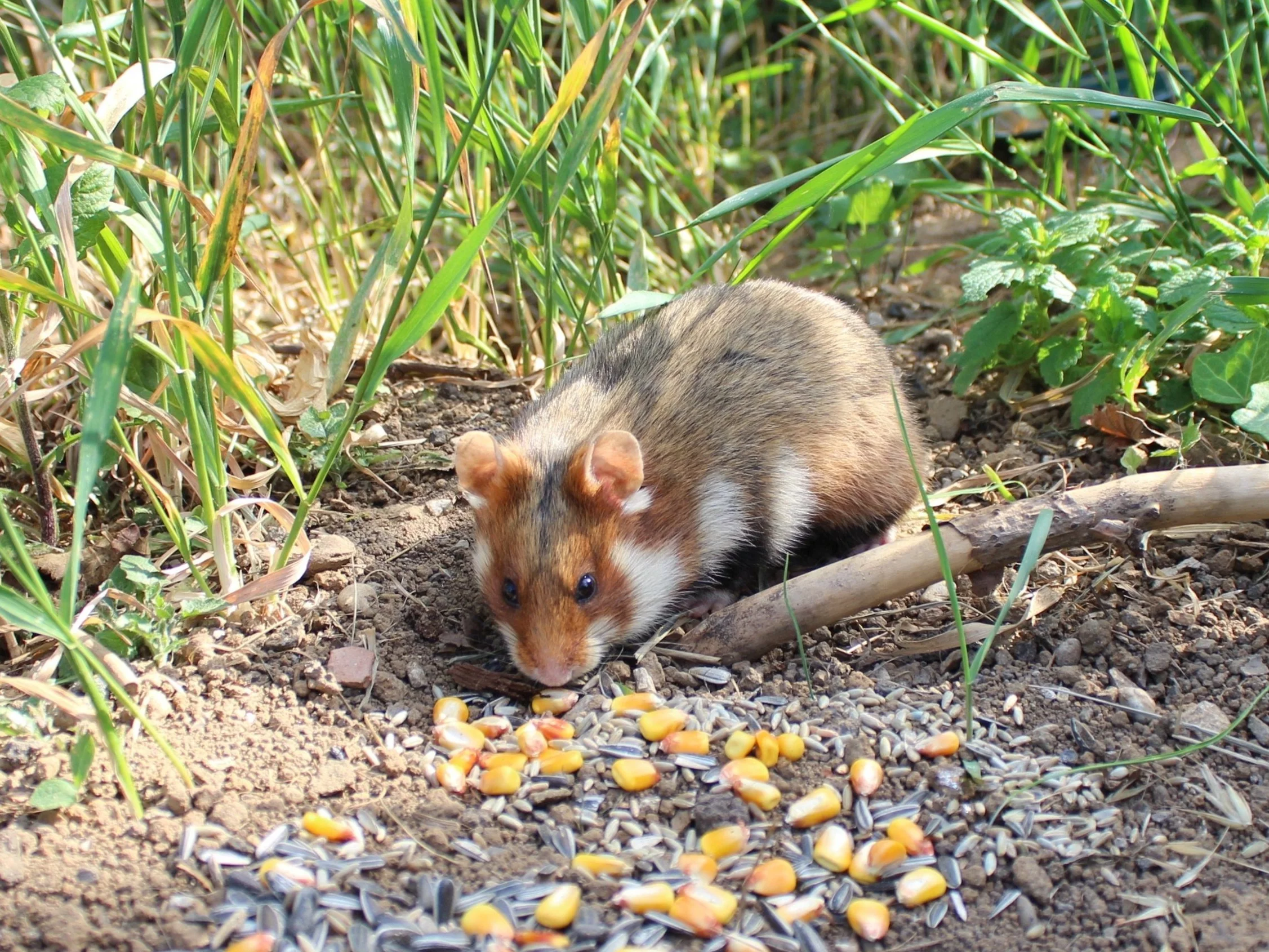 Te zwierzęta mieszkają w Polsce. Znasz je?