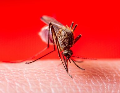 Miniatura: Powstała szczepionka przeciwko malarii –...