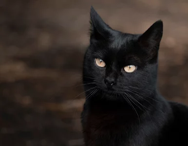 Miniatura: Zabronili adopcji czarnych kotów przed...