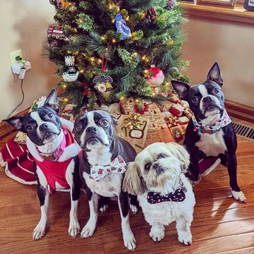 Buldożki i shih-tzu 